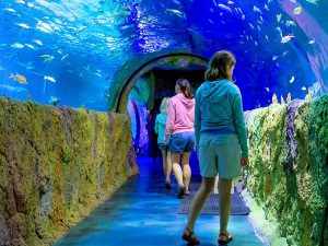 Sea Life Aquarium, Orlando